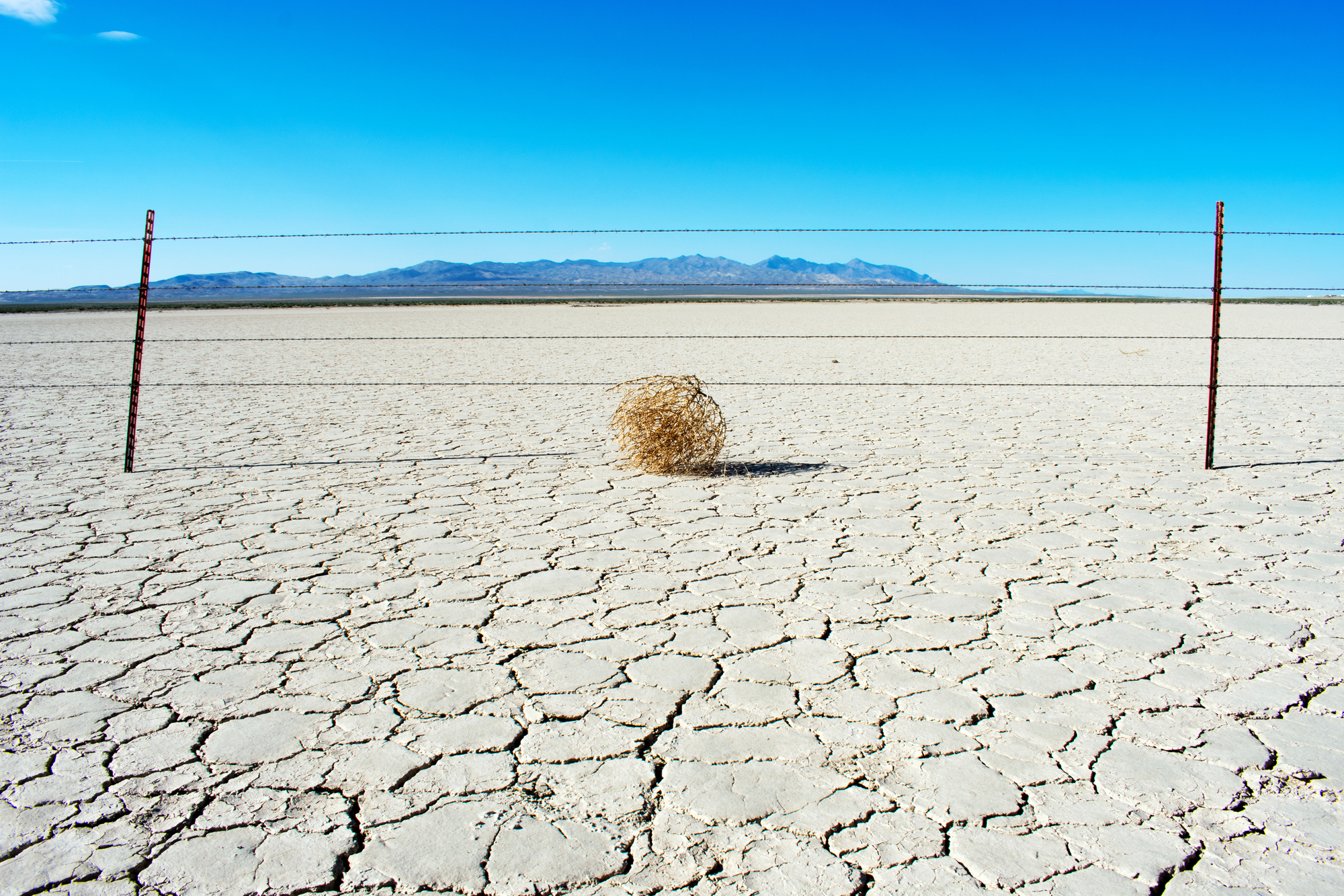 Tumbleweeds in desert